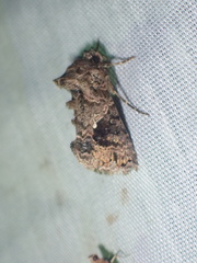 Ctenoplusia furcifera