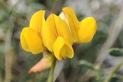 Coronilla minima