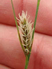 Carex tomentosa