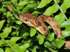 Leptodeira polysticta