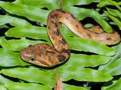 Leptodeira polysticta