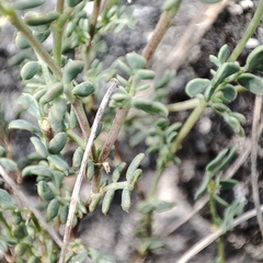 Coronilla minima