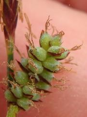 Carex tomentosa