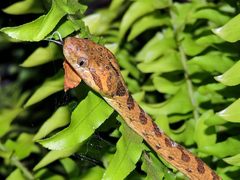 Leptodeira polysticta