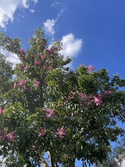 Ceiba pubiflora