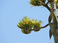 Saucerottia beryllina