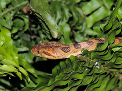 Leptodeira polysticta