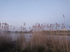 Phragmites australis