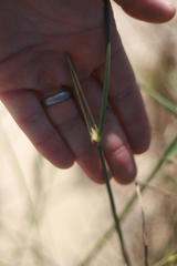 Ehrharta villosa