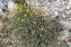 Coronilla minima