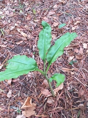 Scadoxus multiflorus katharinae