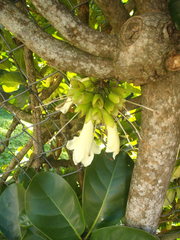Tecomanthe speciosa
