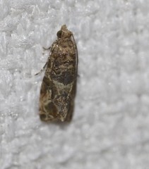 Lobesia transtrifera