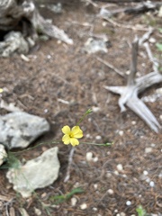 Linaceae