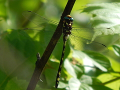 Cordulegaster obliqua