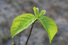Diospyros sphaerantha