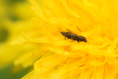 Anthaxia