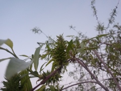 Salix acutifolia