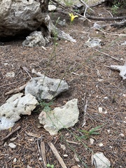 Linaceae