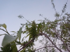 Salix acutifolia