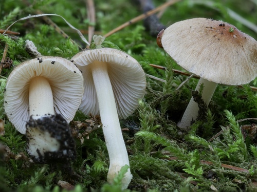 Inocybe occulta · iNaturalist