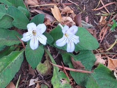 Streptocarpus formosus