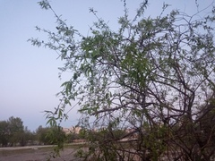 Salix acutifolia