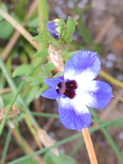 Downingia concolor concolor