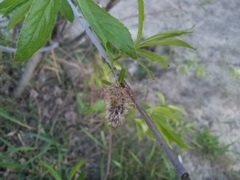 Salix acutifolia