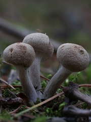 Inocybe subtomentosa