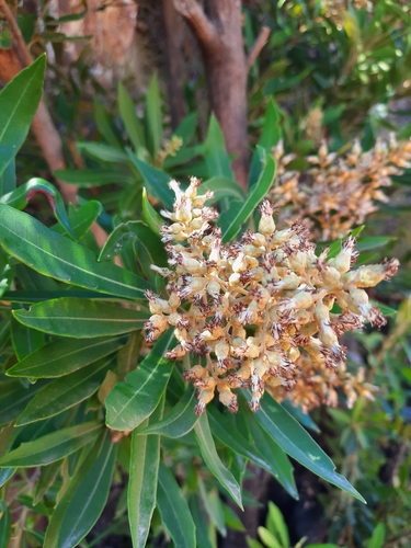 Brachylaena neriifolia (L.) R.Br.