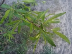 Salix acutifolia