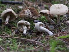 Inocybe subtomentosa
