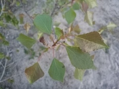 Populus