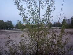 Populus