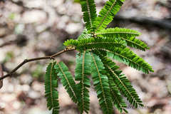 Machaerium microphyllum