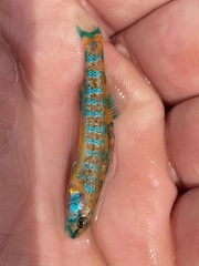 Etheostoma stigmaeum