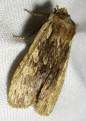 Lithophane hemina
