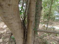 Pithecellobium insigne