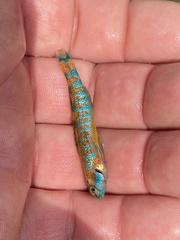 Etheostoma stigmaeum