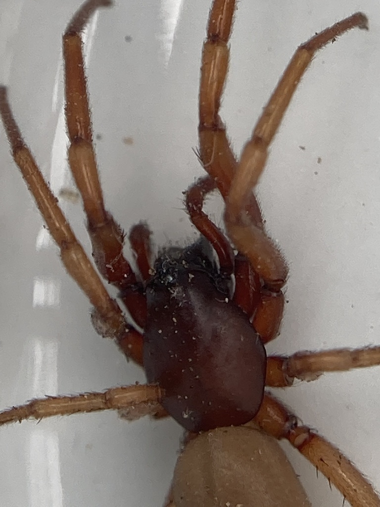 Woodlouse Hunter Spiders from Buckskin Path, Barnstable, MA, US on May