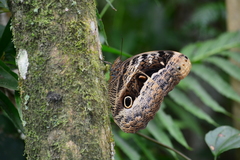 Caligo beltrao