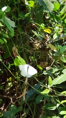 Dixeia pigea