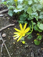 Ficaria verna