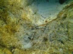 Lepidoblennius marmoratus