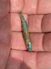 Etheostoma stigmaeum