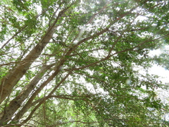 Pithecellobium insigne