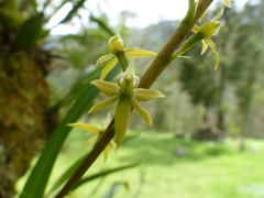 Prosthechea grammatoglossa