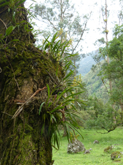 Prosthechea grammatoglossa