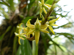 Prosthechea grammatoglossa